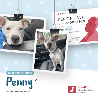 So you want to work in animal welfare | HumanePro by The Humane Society of the United States So you want to work in animal welfare | HumanePro by The Humane Society of the United States