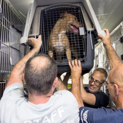 Three men help unload a dog in a crate from a vehicle