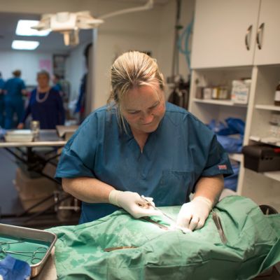 a vet performs surgery