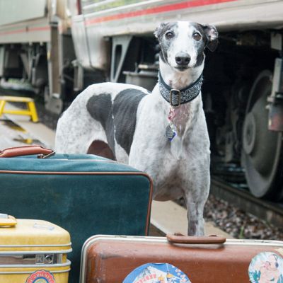a greyhound standing with luggage alongside a train