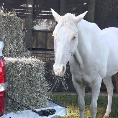 a white horse standing alongside a truck full of hay