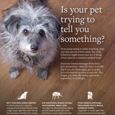 Is your pet trying to tell you something?