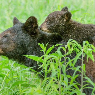 a mother bear with her cub on her back