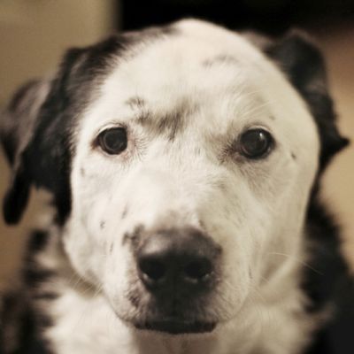 a black and white dog