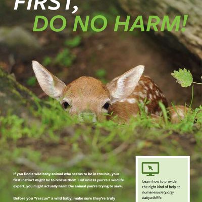 a baby deer in the grass