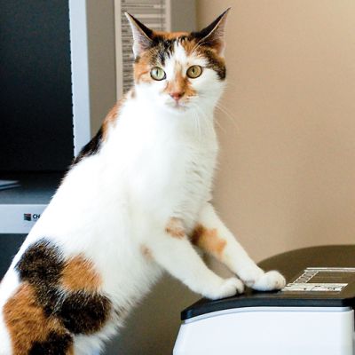 a cat standing on an office copier