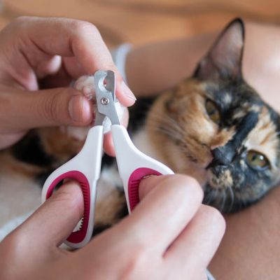 a person trimming a cat's claws