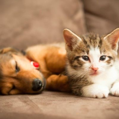 a puppy and kitten snuggle together on a couch