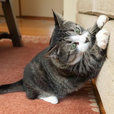 a cat scratching the side of a sofa