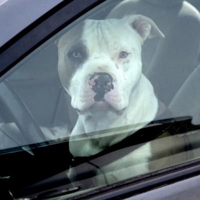 a dog locked inside a car's driver's side