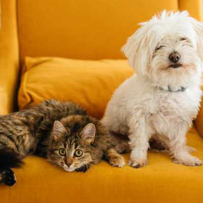 a cat and dog sitting on a yellow chair