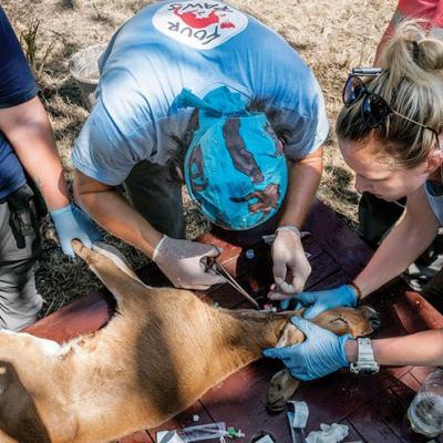 Medical personnel from FOUR PAWS International place a jugular catheter in an abandoned calf in Indonesia