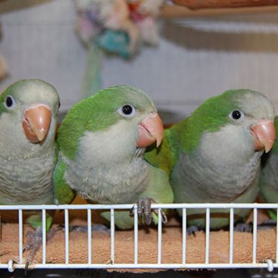Quaker parrots sitting on a perch
