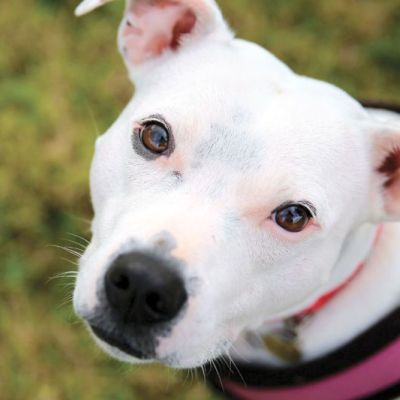 a white dog looking at the camera