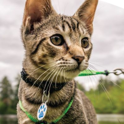 Cats wildlife and you