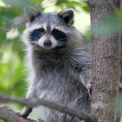 Living with Wild Neighbors