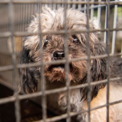 the cruelty behind the cuteness
