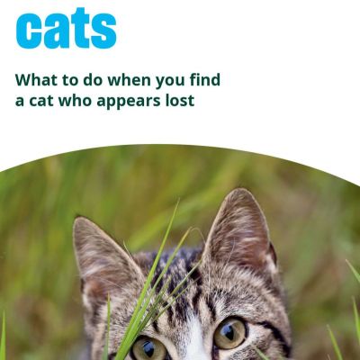 helping outdoor cats