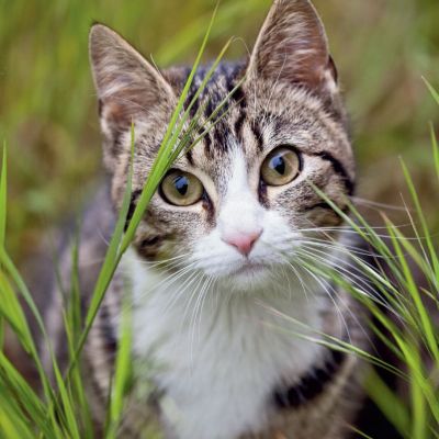 helping outdoor cats