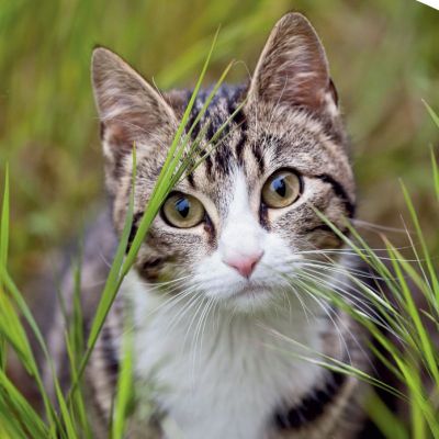ayudando a los gatos de la comunidad