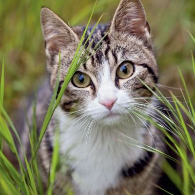 ayudando a los gatos de la comunidad