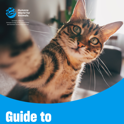 Guide to Cat Behavior Counseling