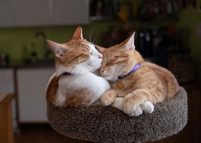 two cats snuggle atop a cat tree