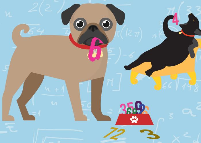illustration of pets and a food bowl full of numbers