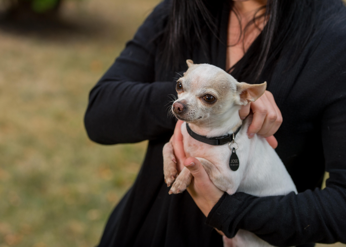 a woman holding a chihuahua