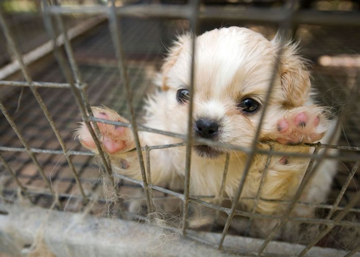 a puppy pressing its paws against dirty bars