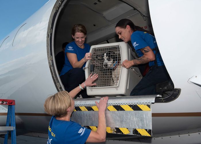 Transporting a dog in an airplane
