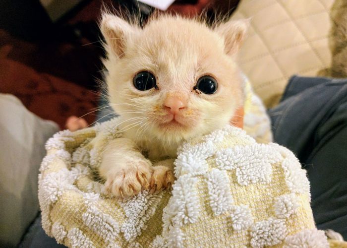 a very young kitten wrapped in a towel