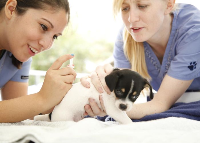 One vet tech holds a small puppy while another administers an injection