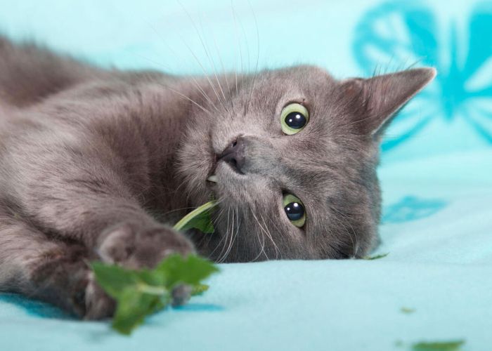 a gray cat chewing on a catnip stem