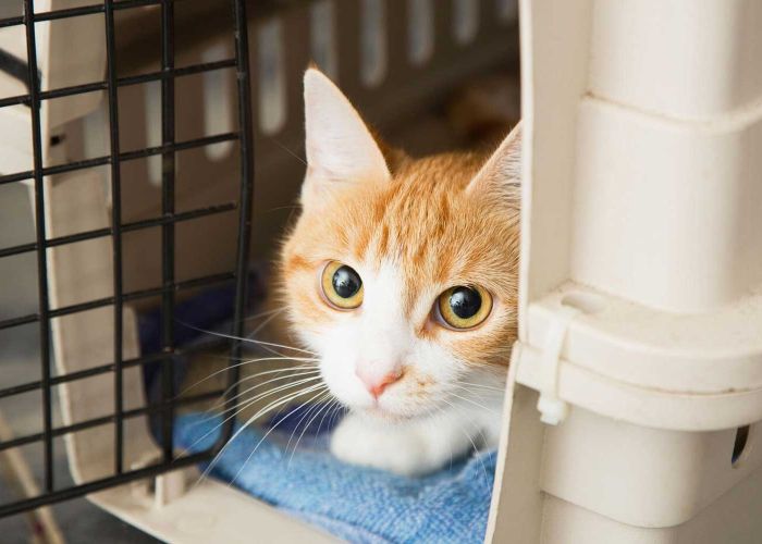 a timid cat peeking out of a carrier
