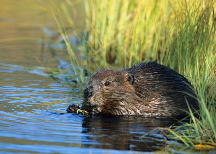 a beaver in the water near reeds