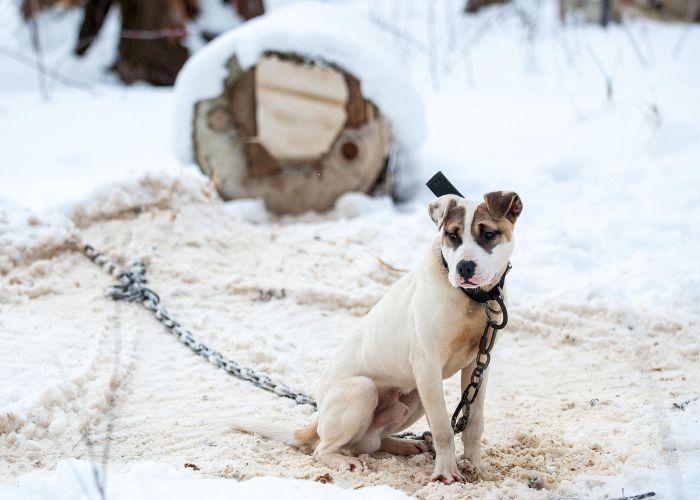 a dog chained in snow