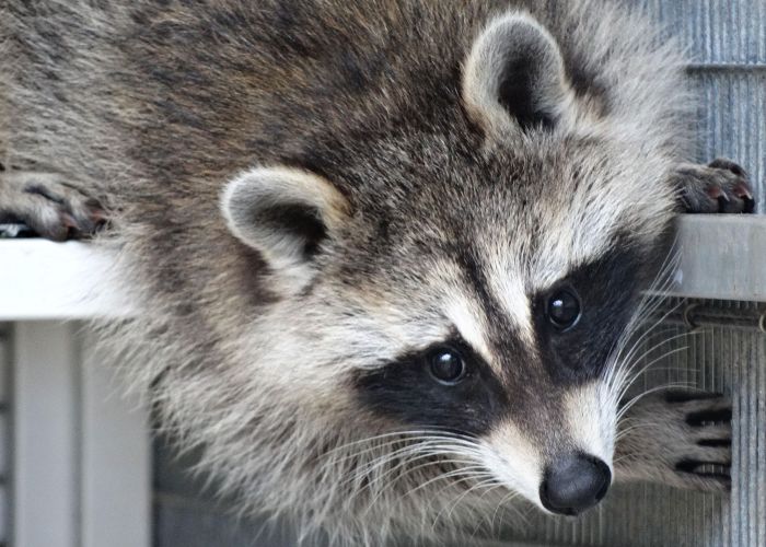 a raccoon perched on a ledge