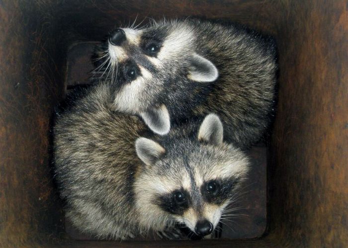 two raccoons in a chimney flu