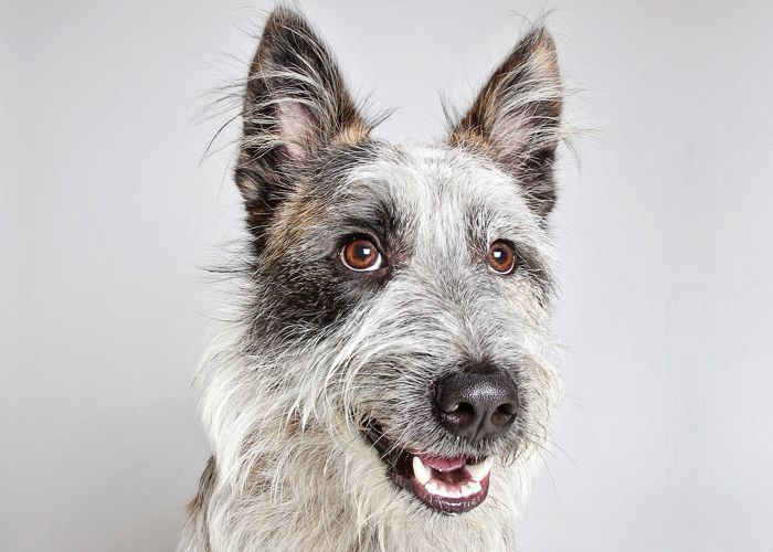 a portrait style photo of a dog
