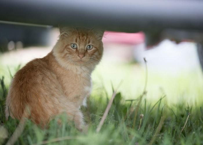 a cat hiding under a car