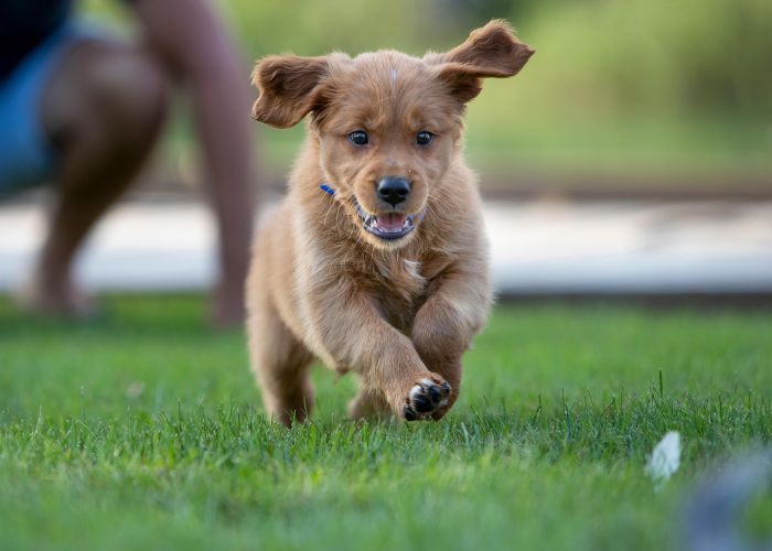 a puppy chasing a leaf