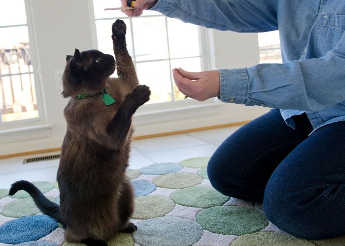 a person holding a treat to a cat while the cat stands on his hind legs