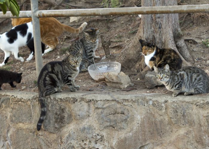 a group of community cats gathered around a bowl