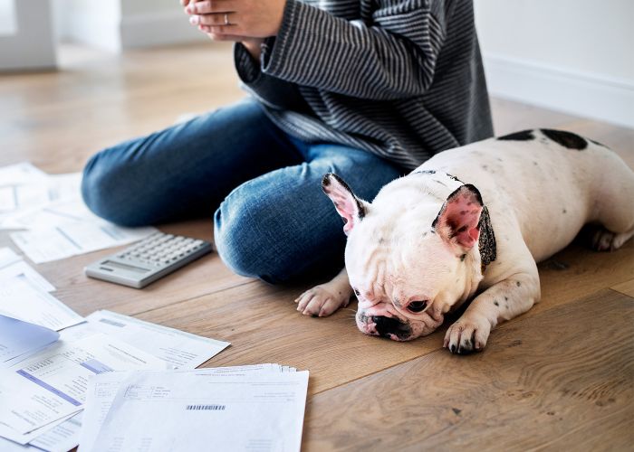 Photo of a woman managing the debt with a french bulldog sitting next to her.