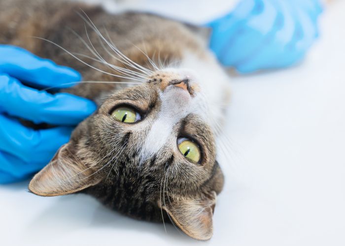 an upside down photo of a cat being held by someone wearing surgical gloves