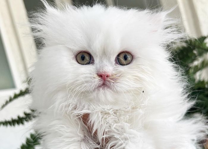 close up of a white brachycephalic kitten