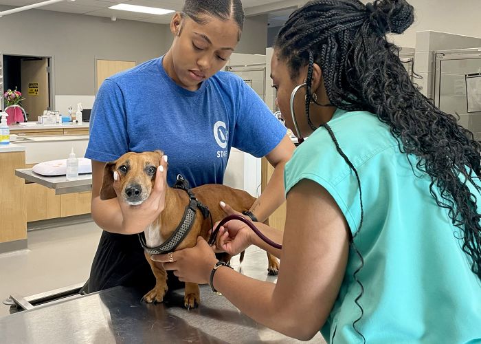 Columbus Humane vet and technician examine a dog.