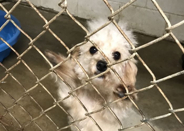 Photo of a dog from an alleged puppy mill at a shelter after seizure.