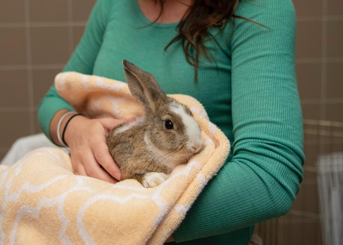 a woman cradles a rabbit in her arms